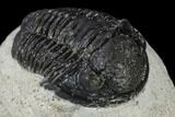 Bargain, Gerastos Trilobite Fossil - Morocco #119006-3